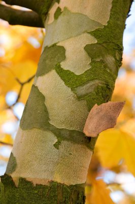 Platanus x hispanica (acerifolia) 'Suttneri' - platan javorolistý - borka